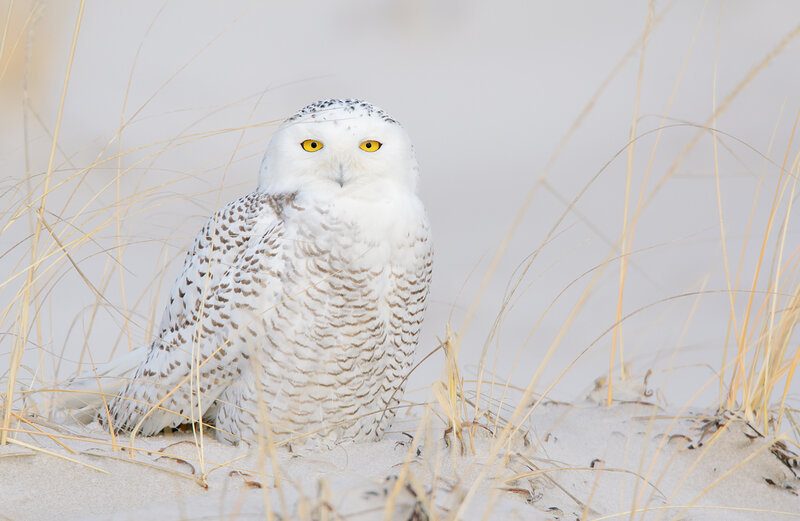 Snowy Owl in Sand