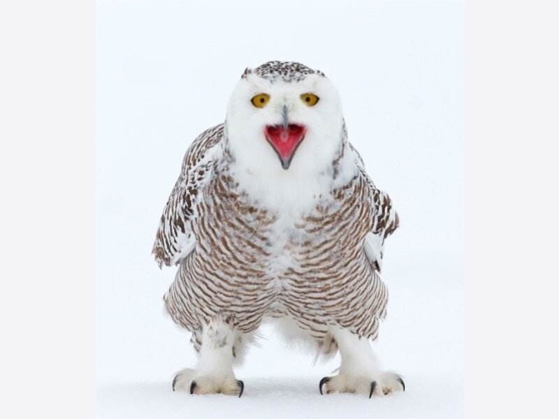snowy owl in snow