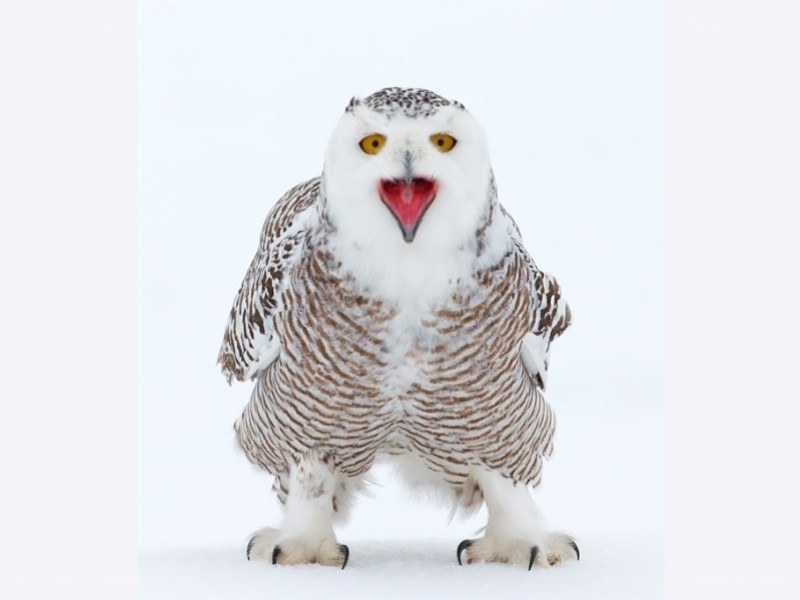 snowy owl in snow