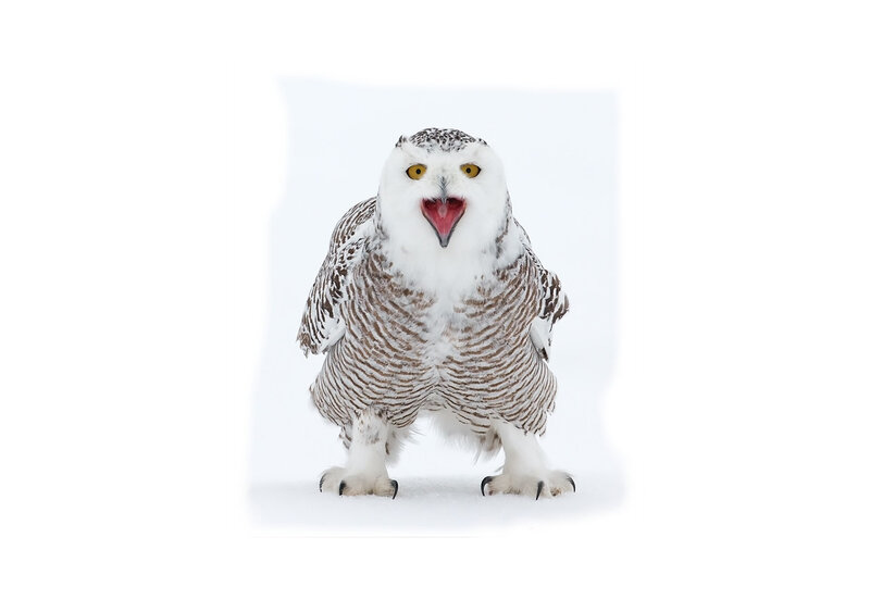Snowy owl in snow