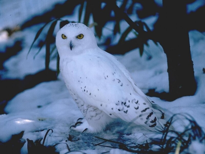 Snowy Owl in Snow — White, Calm