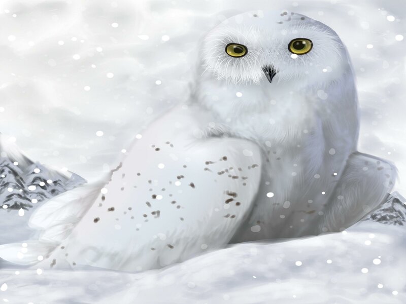 Snowy Owl in Snow — White, Calm, Winter, Digital Art