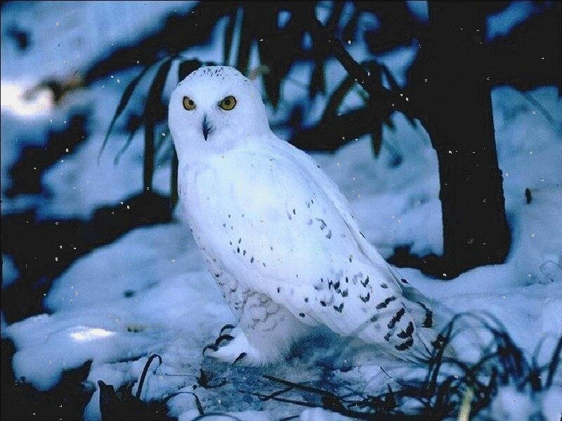 Snowy Owl in Snow — White, Calm, Winter, Photograph
