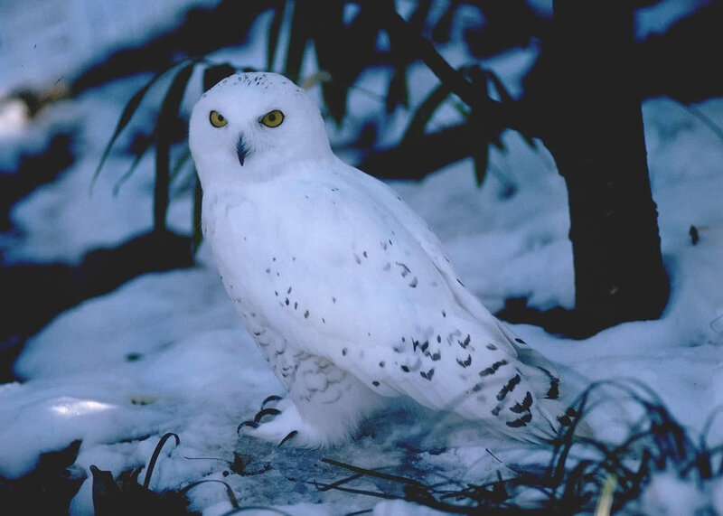 Snowy Owl in Snow — White, Calm, Winter