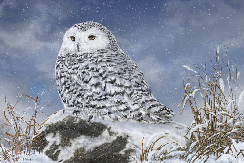 Snowy Owl in Snow — White, Cold