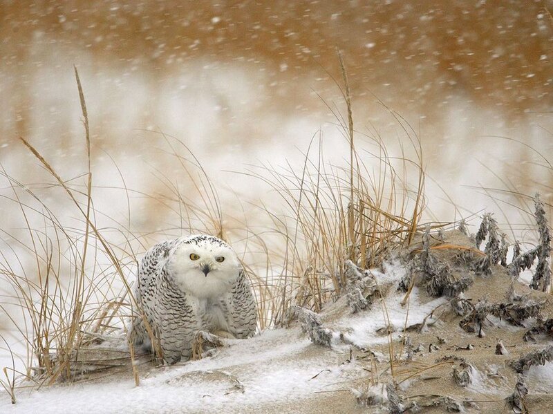Snowy Owl in Snow — White, Cold, Winter