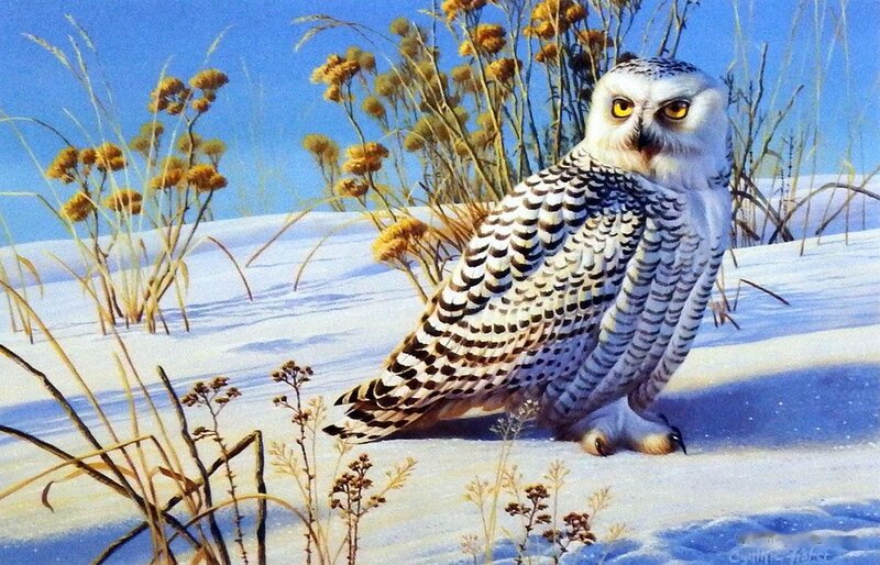 Snowy Owl in Snow — White, Serene
