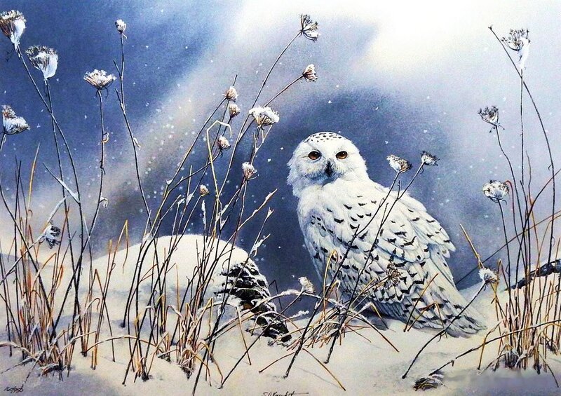 Snowy Owl in Snow — White, Serene, Winter