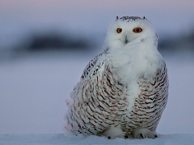 Snowy Owl in Snow — White