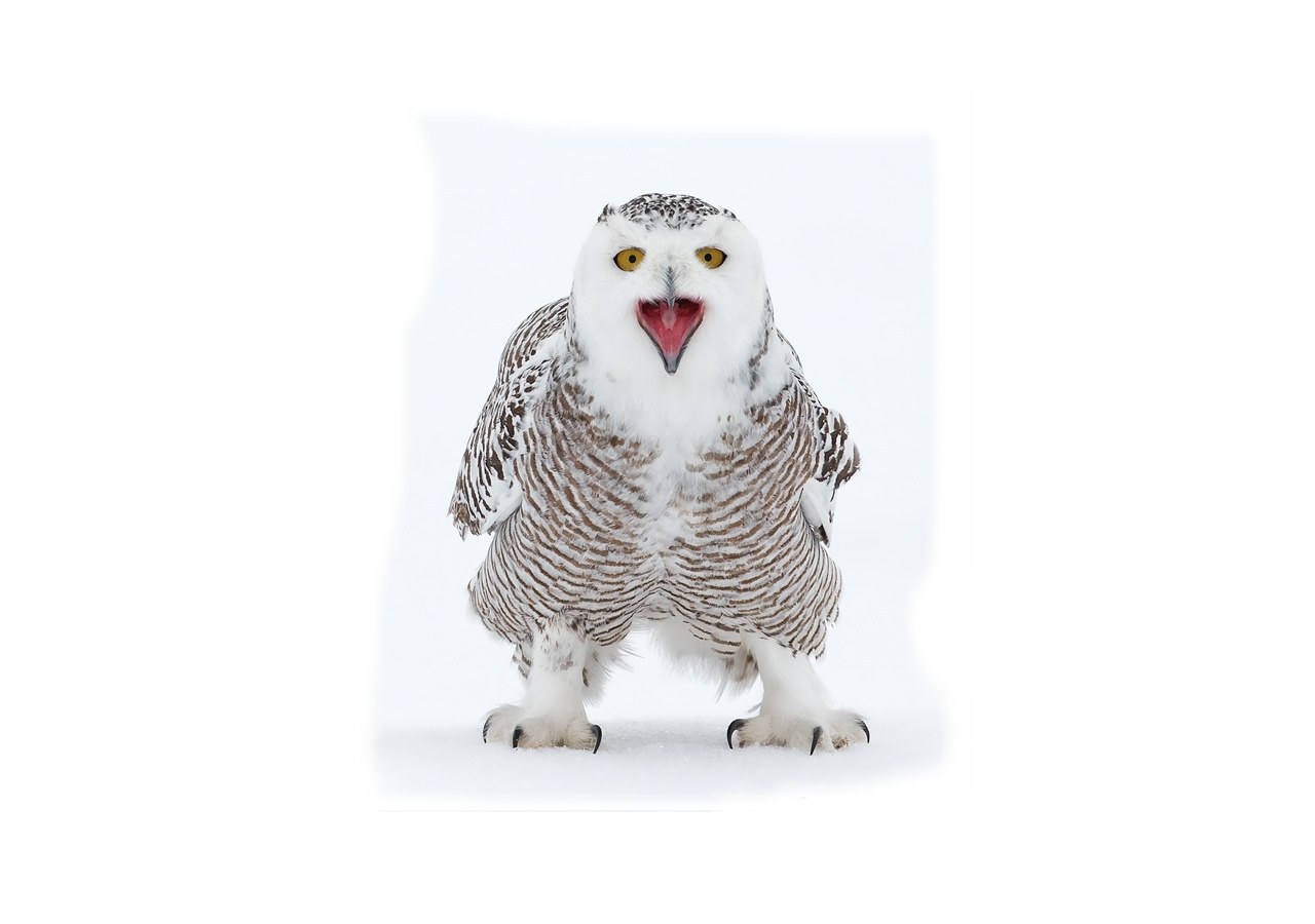 Snowy owl in snow