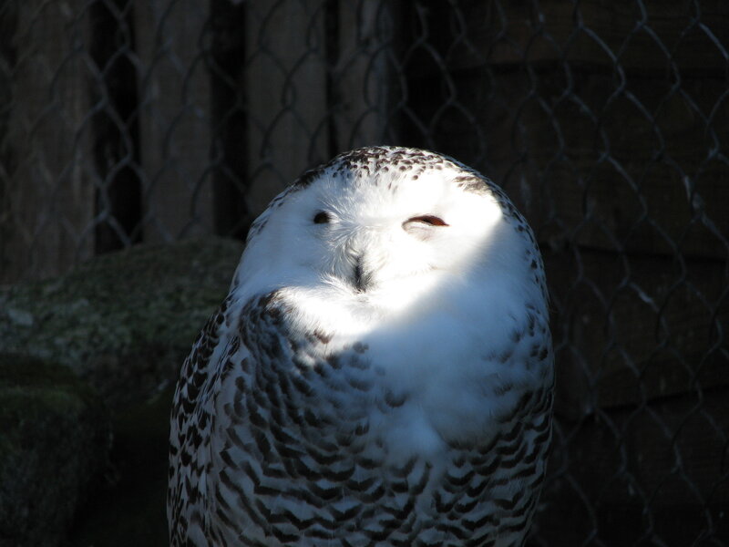 snowy owl in sunlight