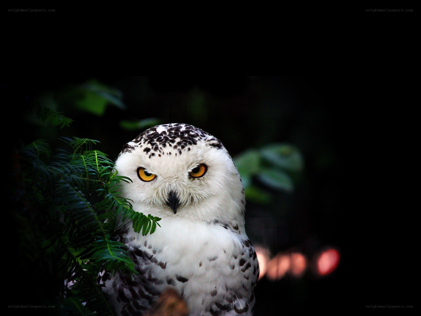 Snowy owl in the dark