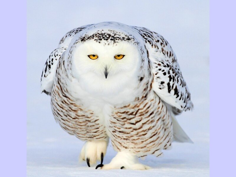 Snowy owl in the snow
