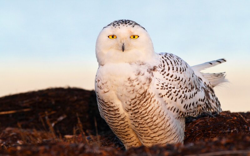 Snowy owl in the wild