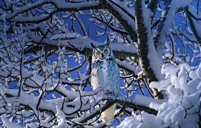 Snowy Owl in Tree