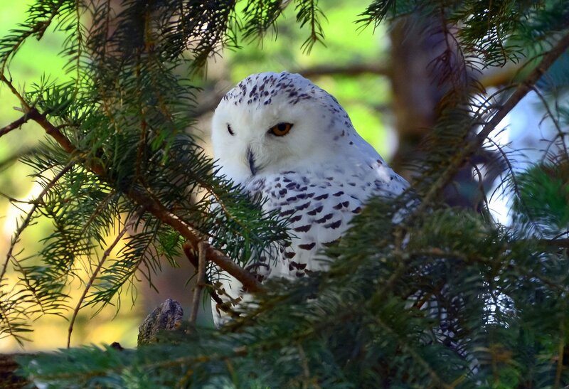 Snowy Owl in Tree — White, Calm, Afternoon