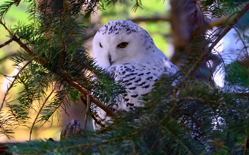 Snowy Owl in Tree — White, Calm