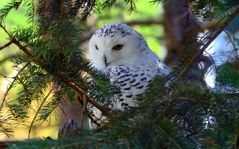 Snowy Owl in Tree — White