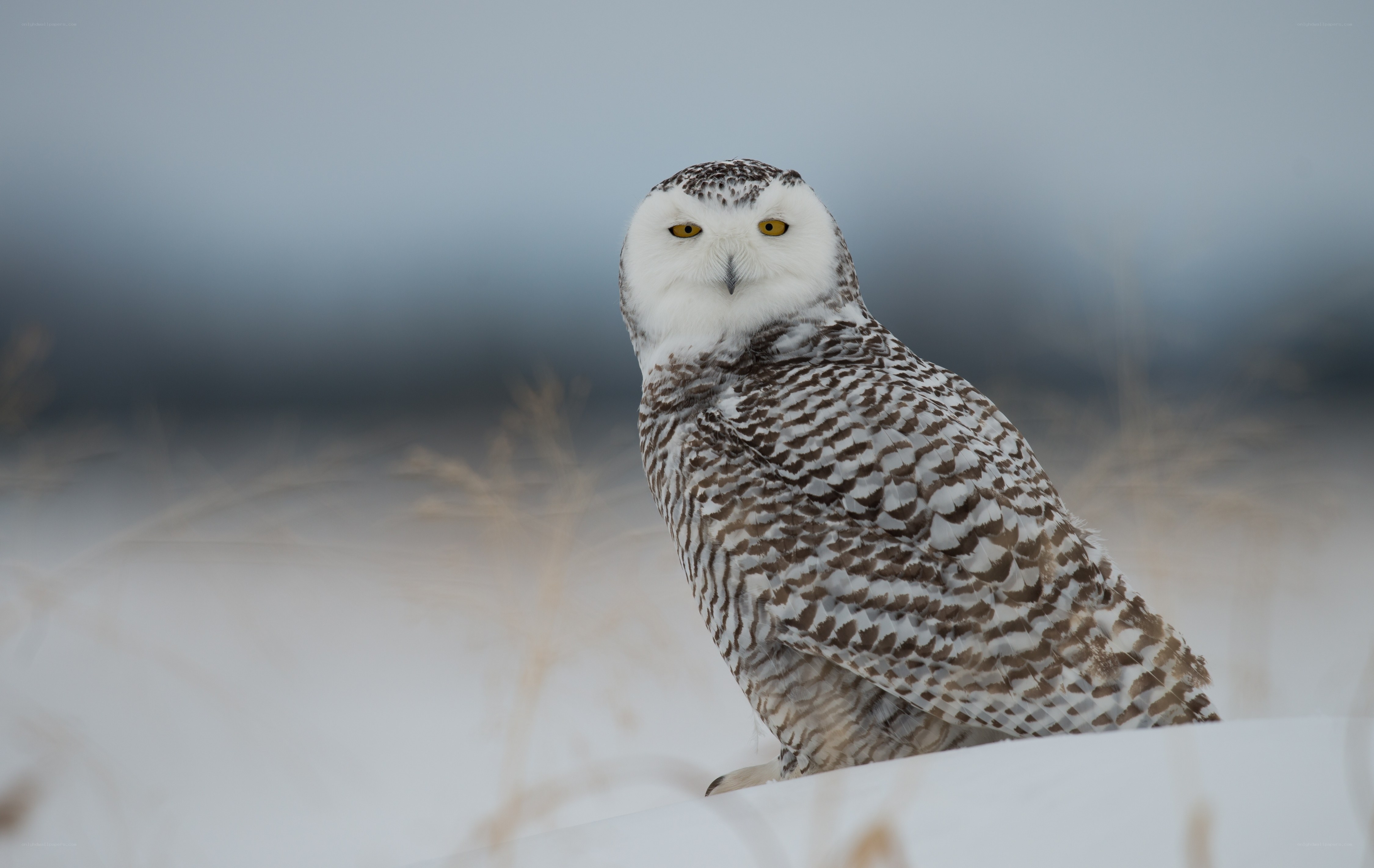 Snowy owl in winter