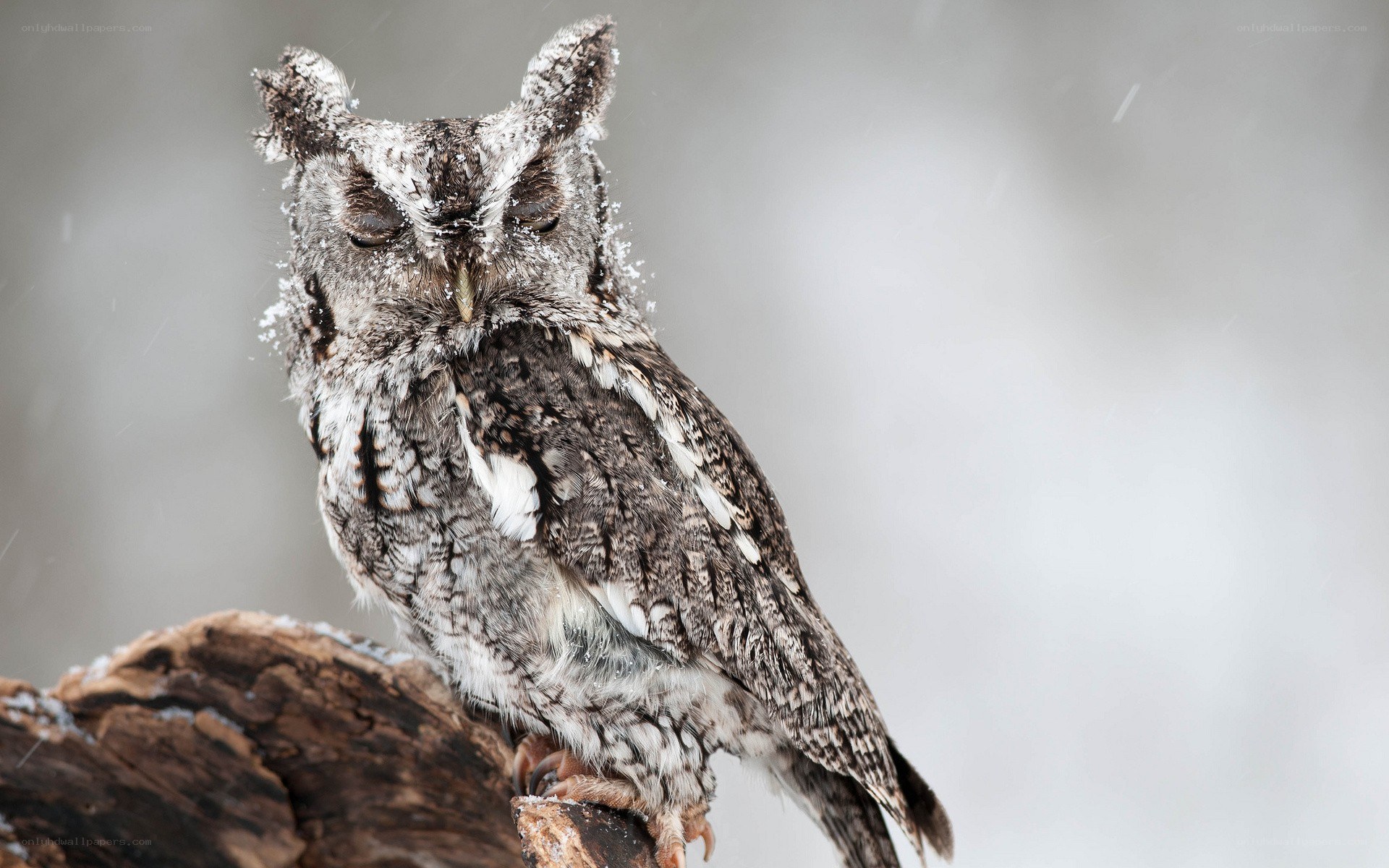Snowy owl in winter