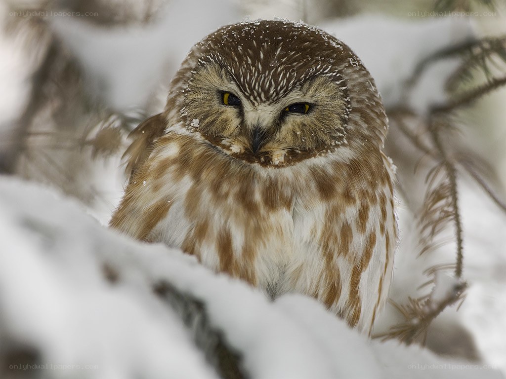 Snowy owl in winter