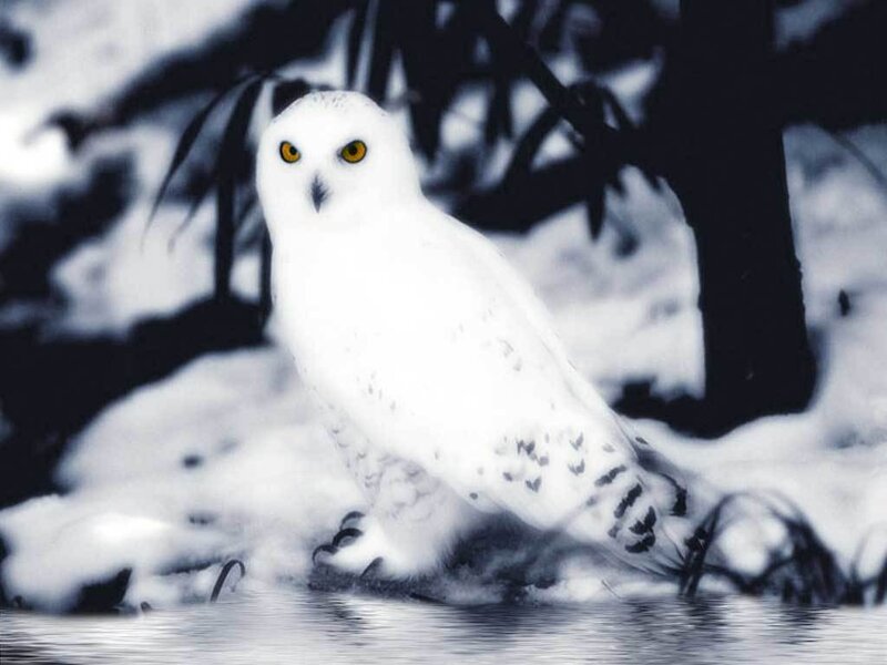 Snowy owl in winter