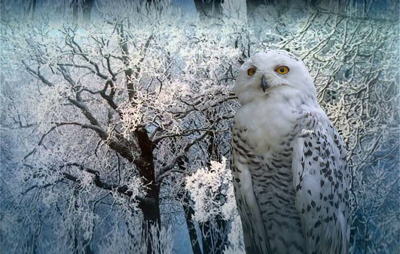 Snowy owl in winter forest