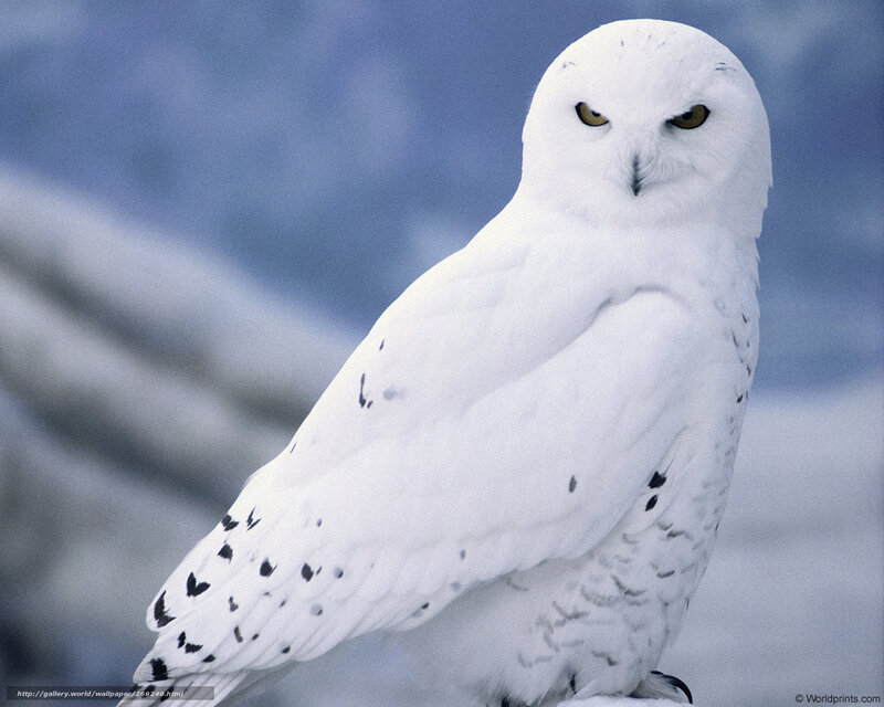 Snowy owl in winter