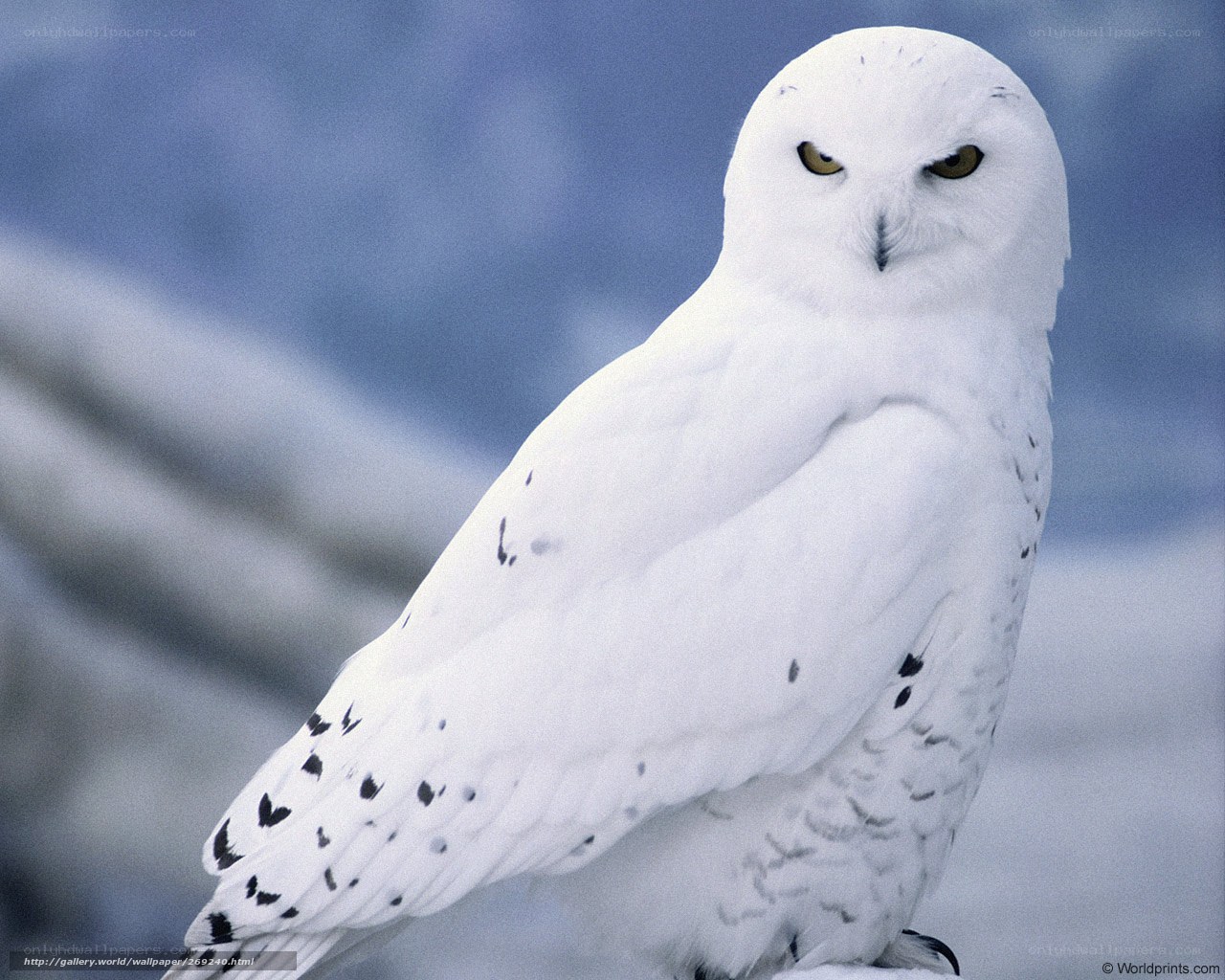 Snowy owl in winter