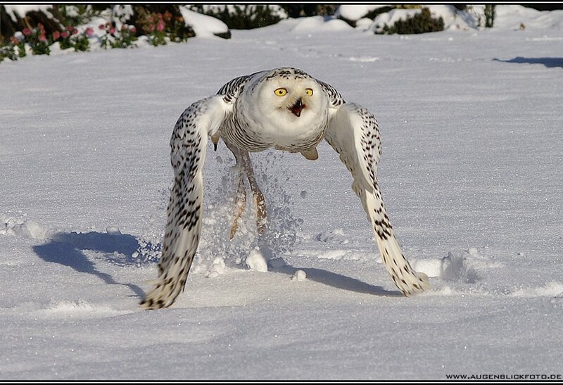 Snowy owl landing in snow