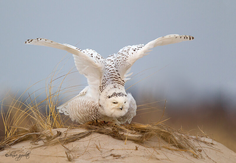 Snowy Owl Landing