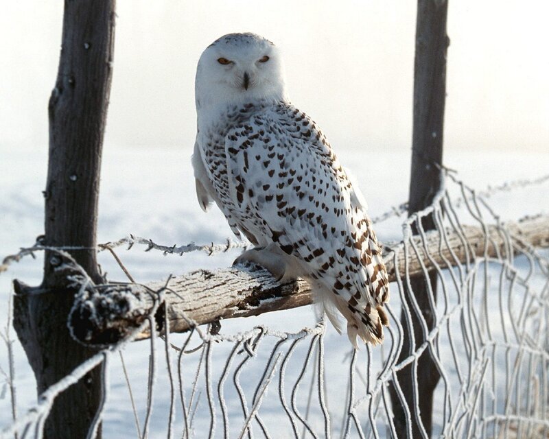 Snowy owl on a fence