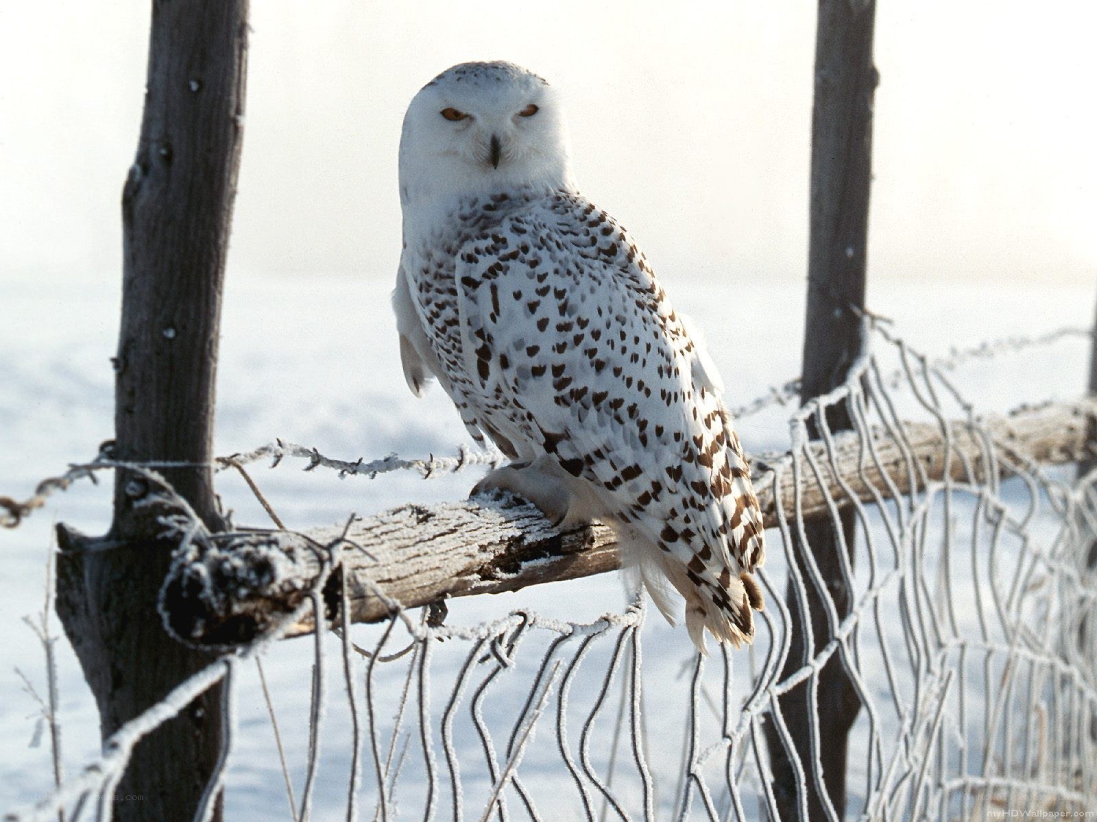 Snowy owl on a fence