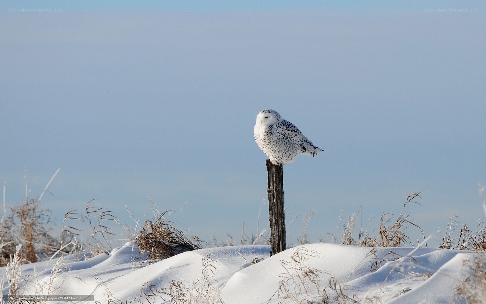 Snowy owl on a post