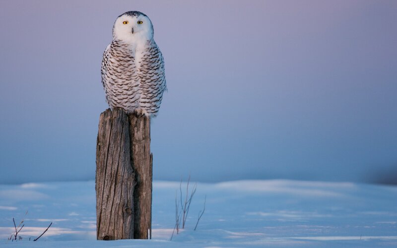 Snowy owl on a post