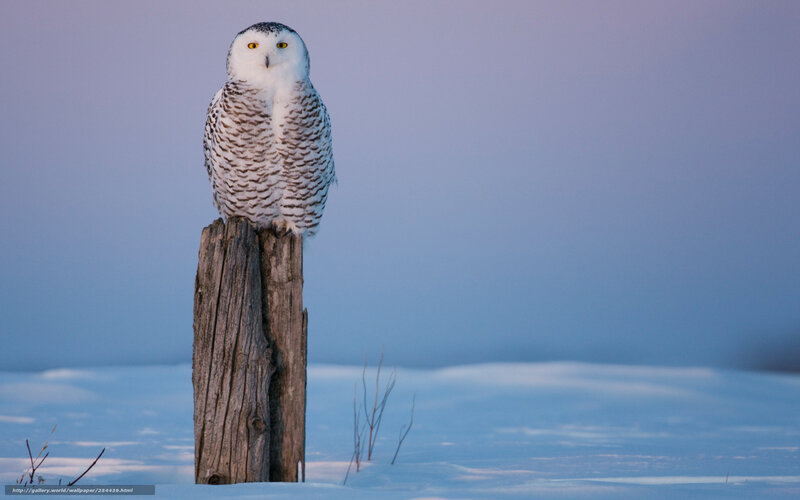Snowy owl on a post