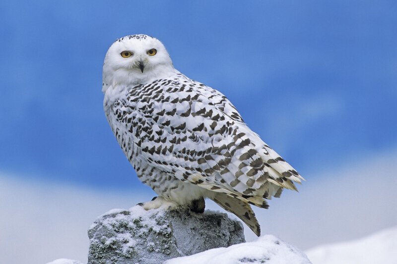 Snowy owl on a snowy rock