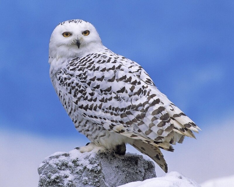 Snowy owl on a snowy rock