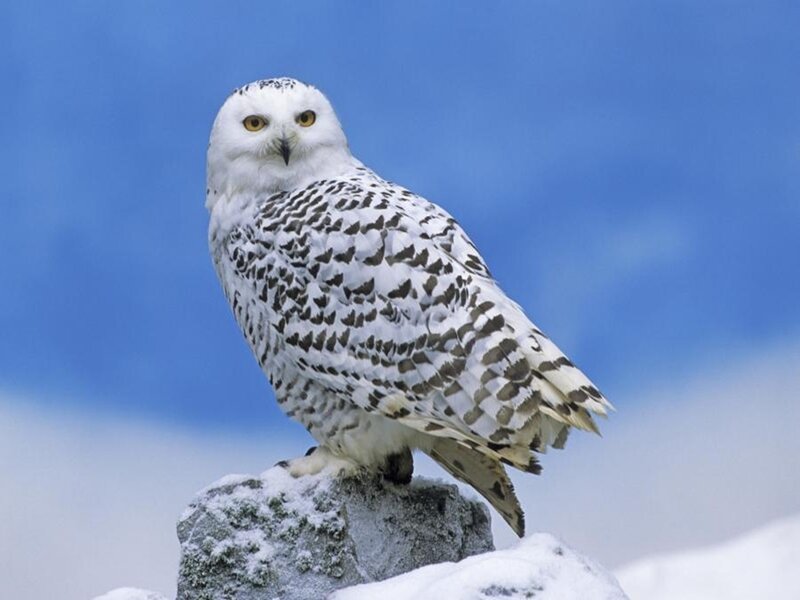 Snowy owl on a snowy rock