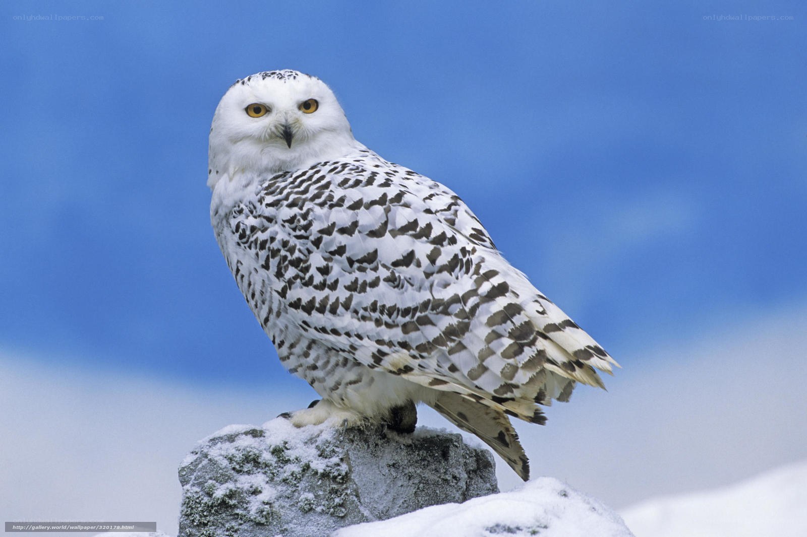 Snowy owl on a snowy rock