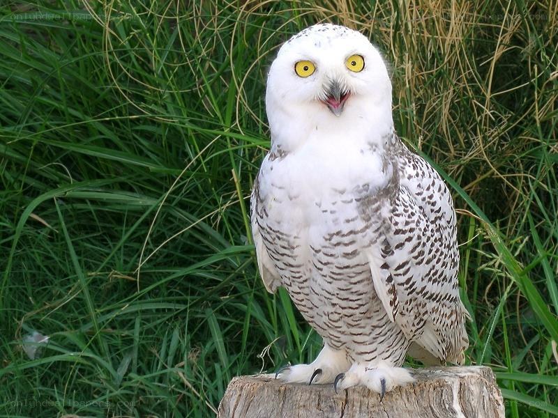 Snowy owl on a stump