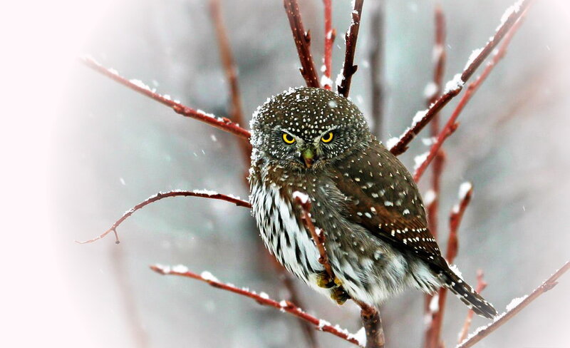 Snowy Owl on Branch — Brown