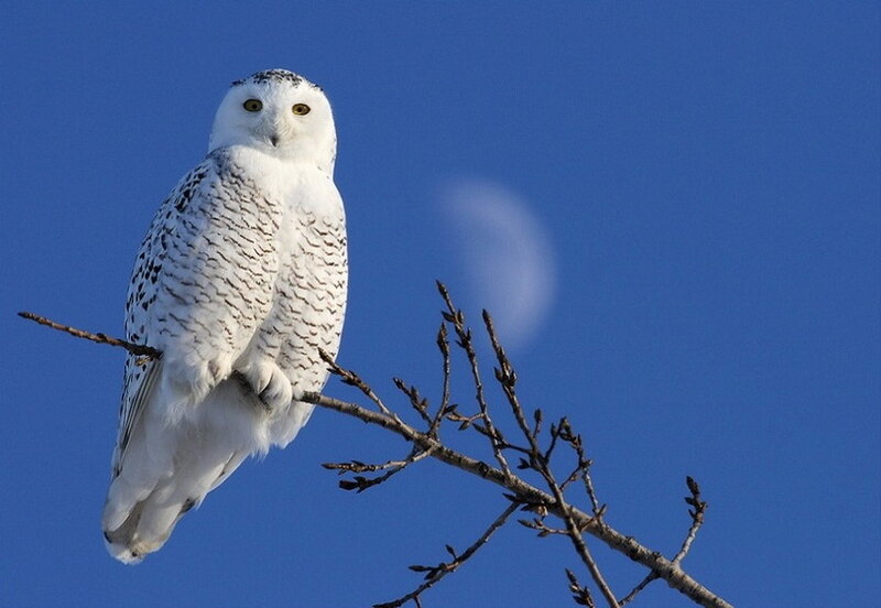 Snowy Owl on Branch