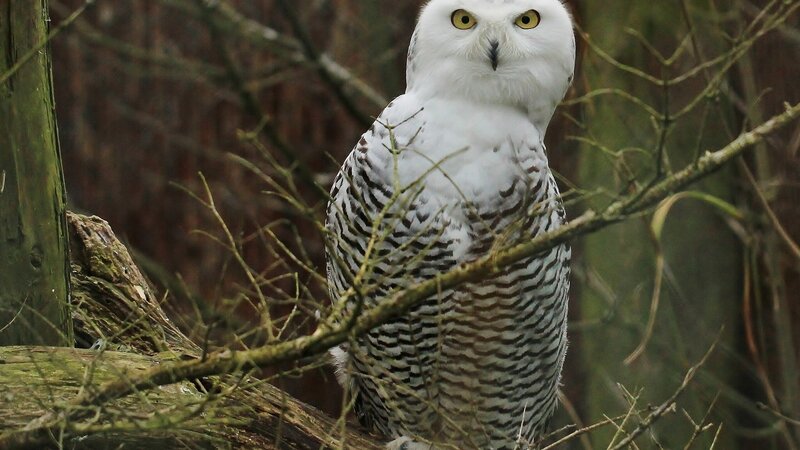 Snowy Owl on Branch — White, Alert