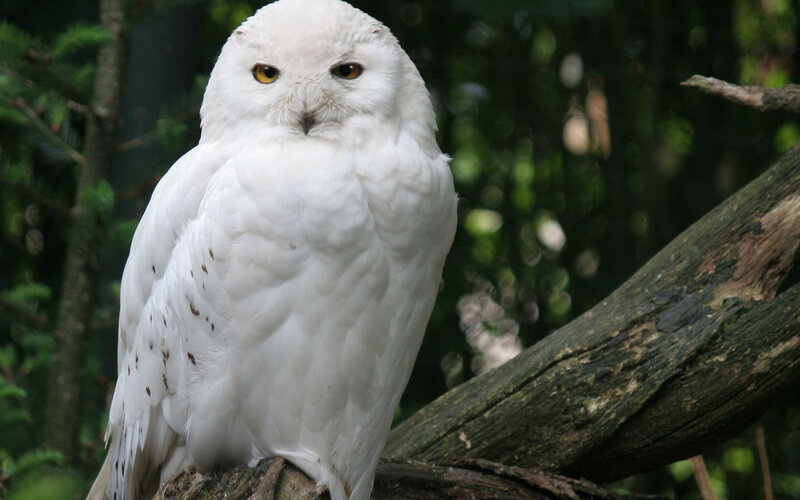 Snowy Owl on Branch — White, Calm, Photograph, Forest