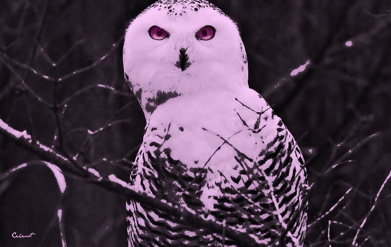 Snowy Owl on Branch — White, Dramatic