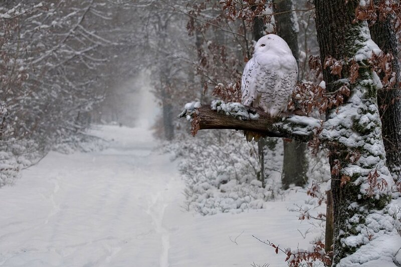 Snowy Owl on Branch — White, Serene