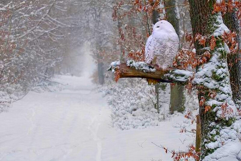 Snowy Owl on Branch — White, Serene, Winter