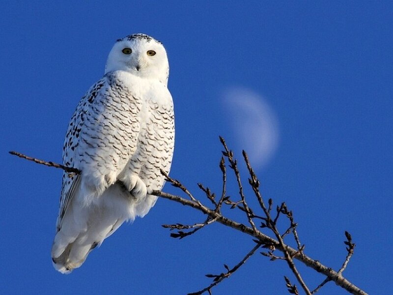 Snowy Owl on Branch — White
