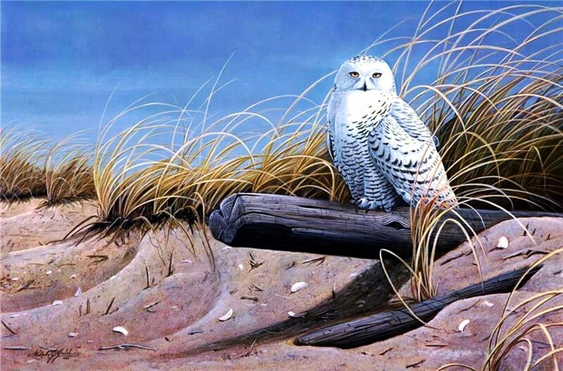 Snowy Owl on Driftwood — White, Serene